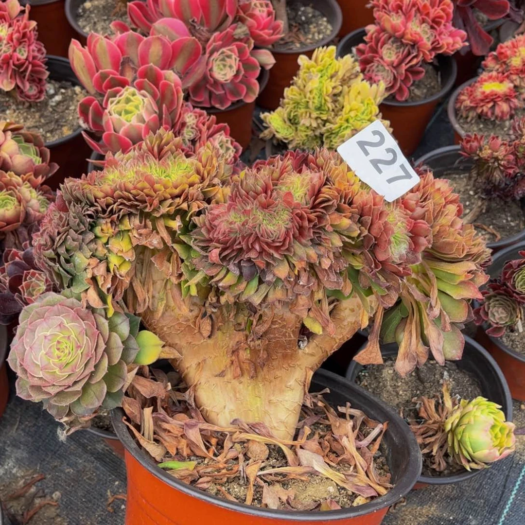 多肉植物万缀227法师