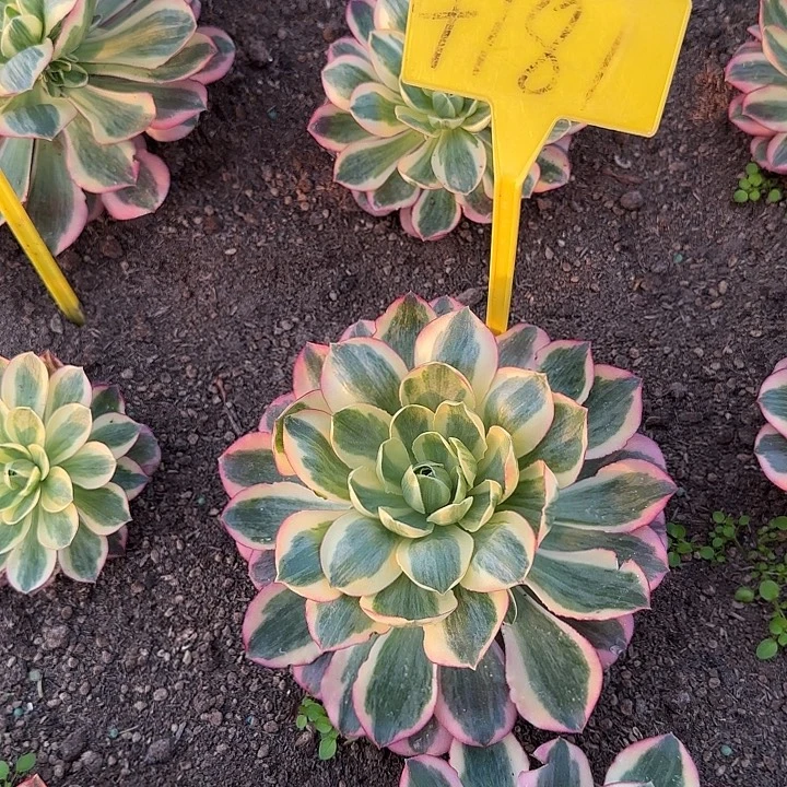 *****4181---多头多肉植物如意