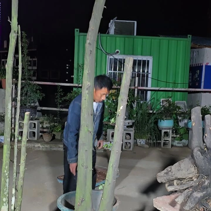 御***导无花朵金单子当前无花果
