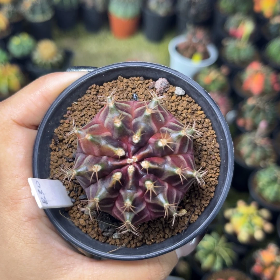 B30 泰系乌贼B实生 带盆土发货