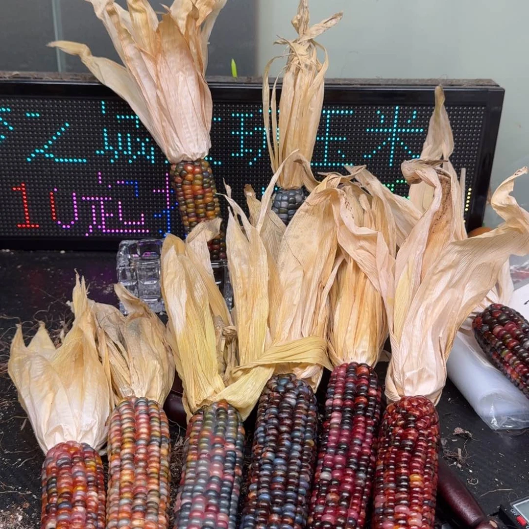 柏香籽/百香籽吊坠河*