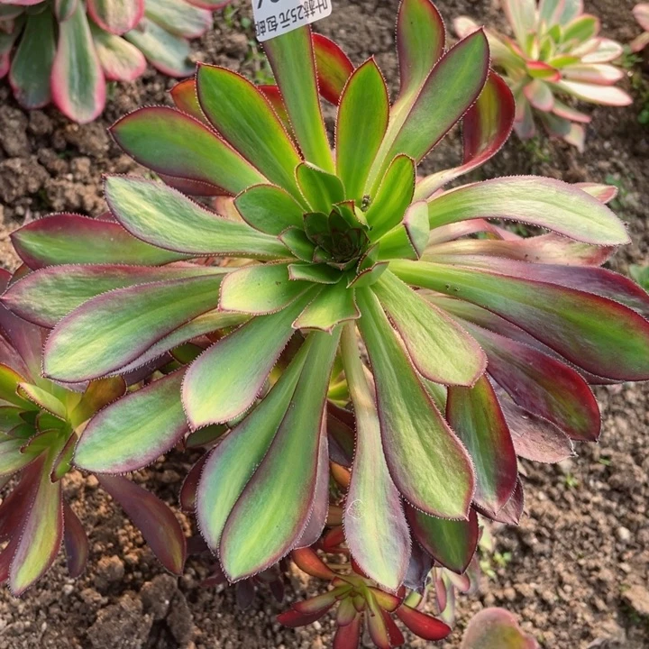 636魅力多肉12345678