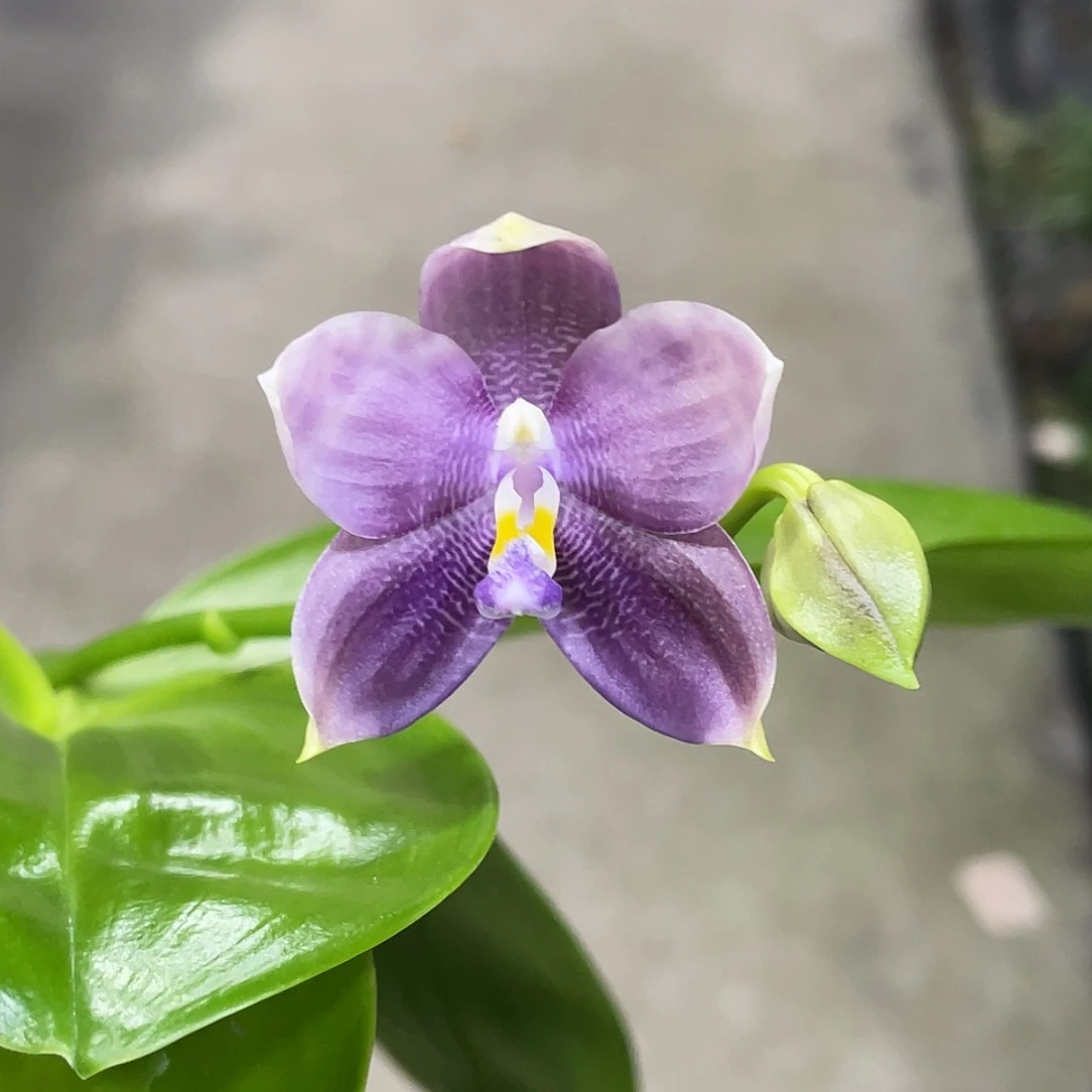 完全开放蓝熊交蓝盾