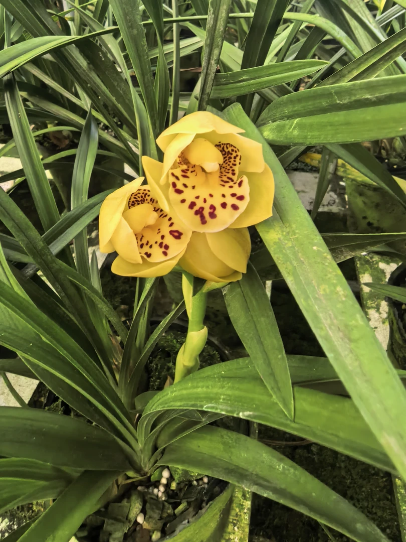 金凤凰兰花兰草多苗带2花苞浓香型易养兰花盆栽植物盆栽绿植