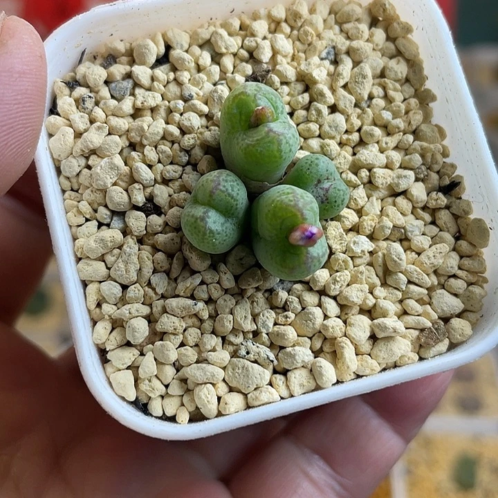 佳人园艺多肉生石花猴脸558