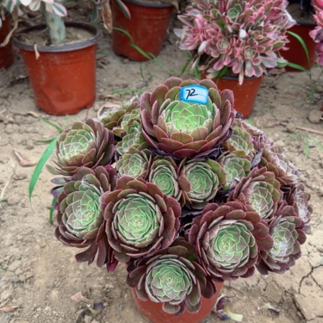 【闪购商品】多肉植物万圣节72