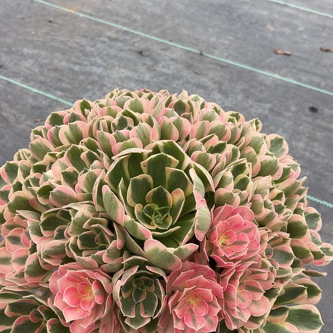 刘***面4979女郎女郎女郎