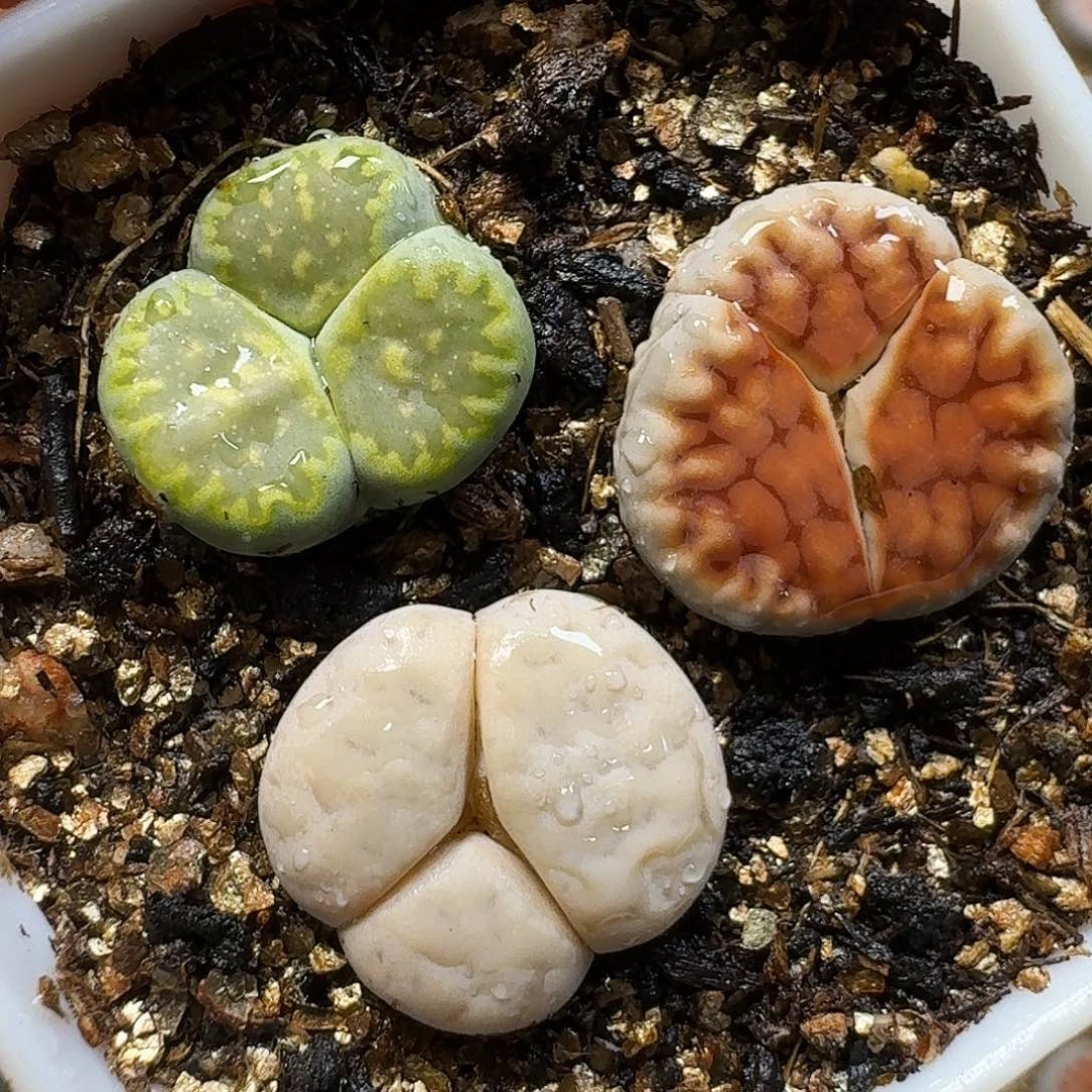 生石花111111。    291