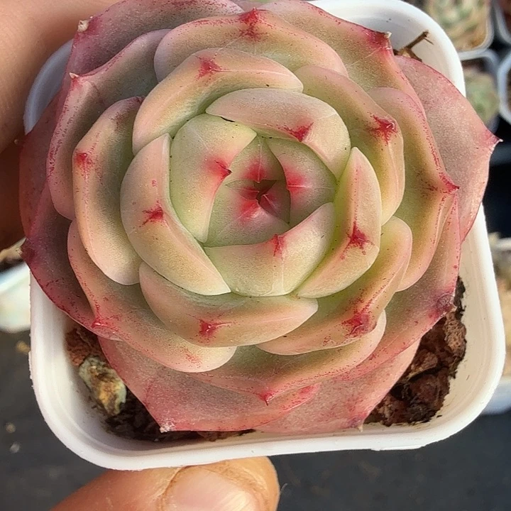 0117-06 珍妮优选