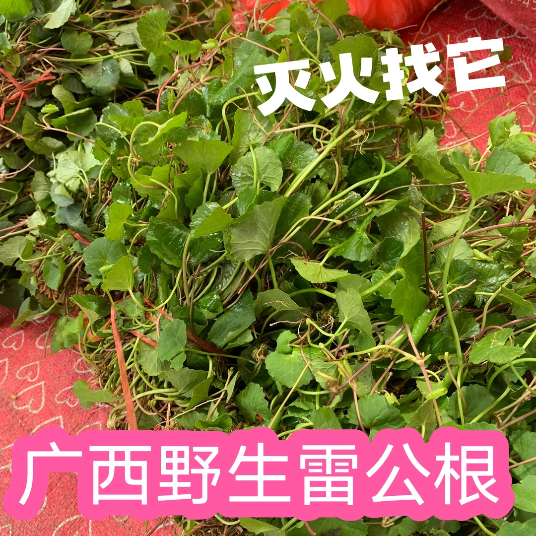 广西新鲜雷公根 积雪草铁灯盏 马蹄草 凉菜煲汤榨汁 果园野生野菜