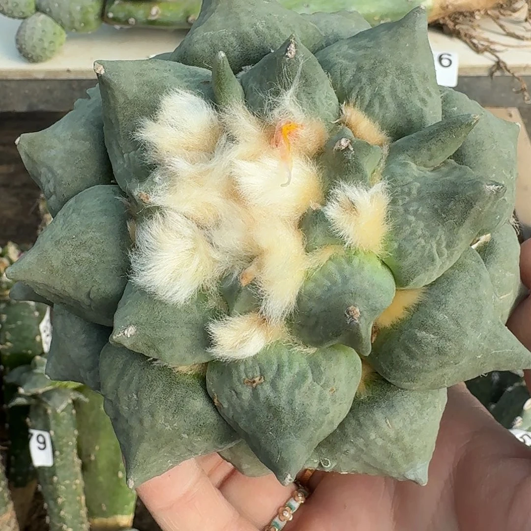 全部花朵日系丸尤青瓷怒涛母本980