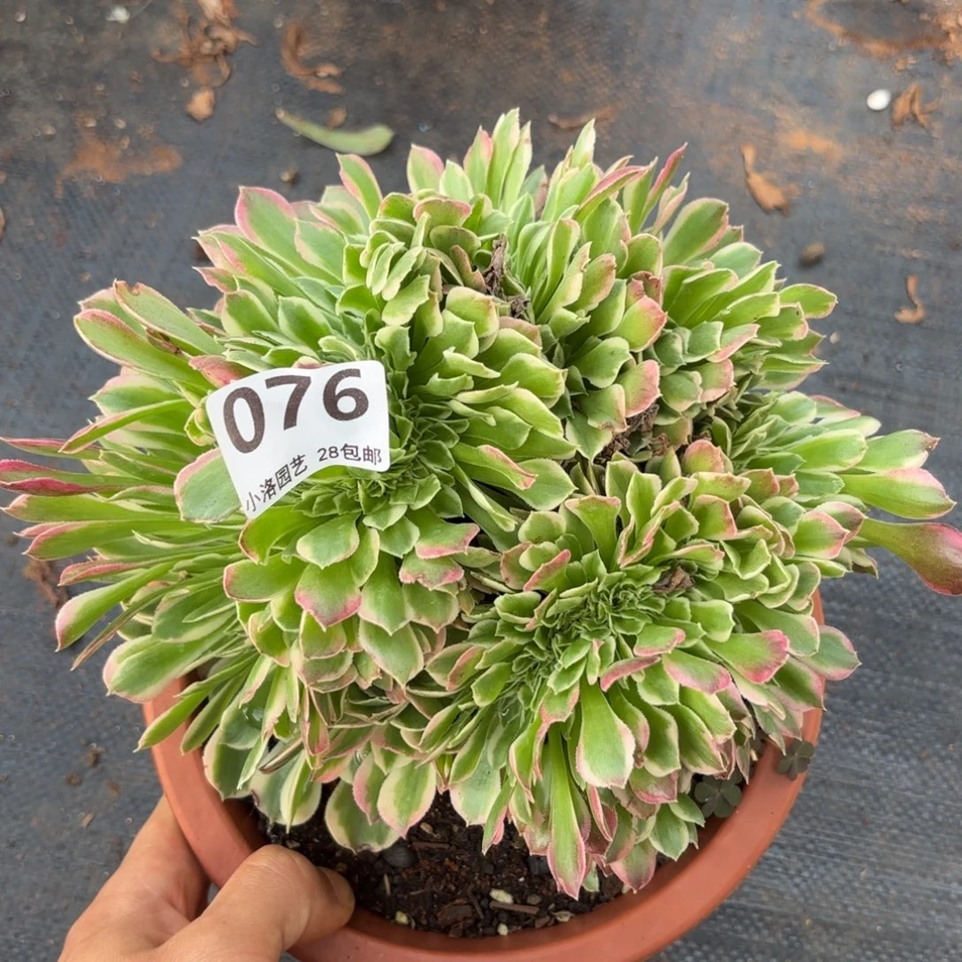 76号白凤球缀化多肉植物