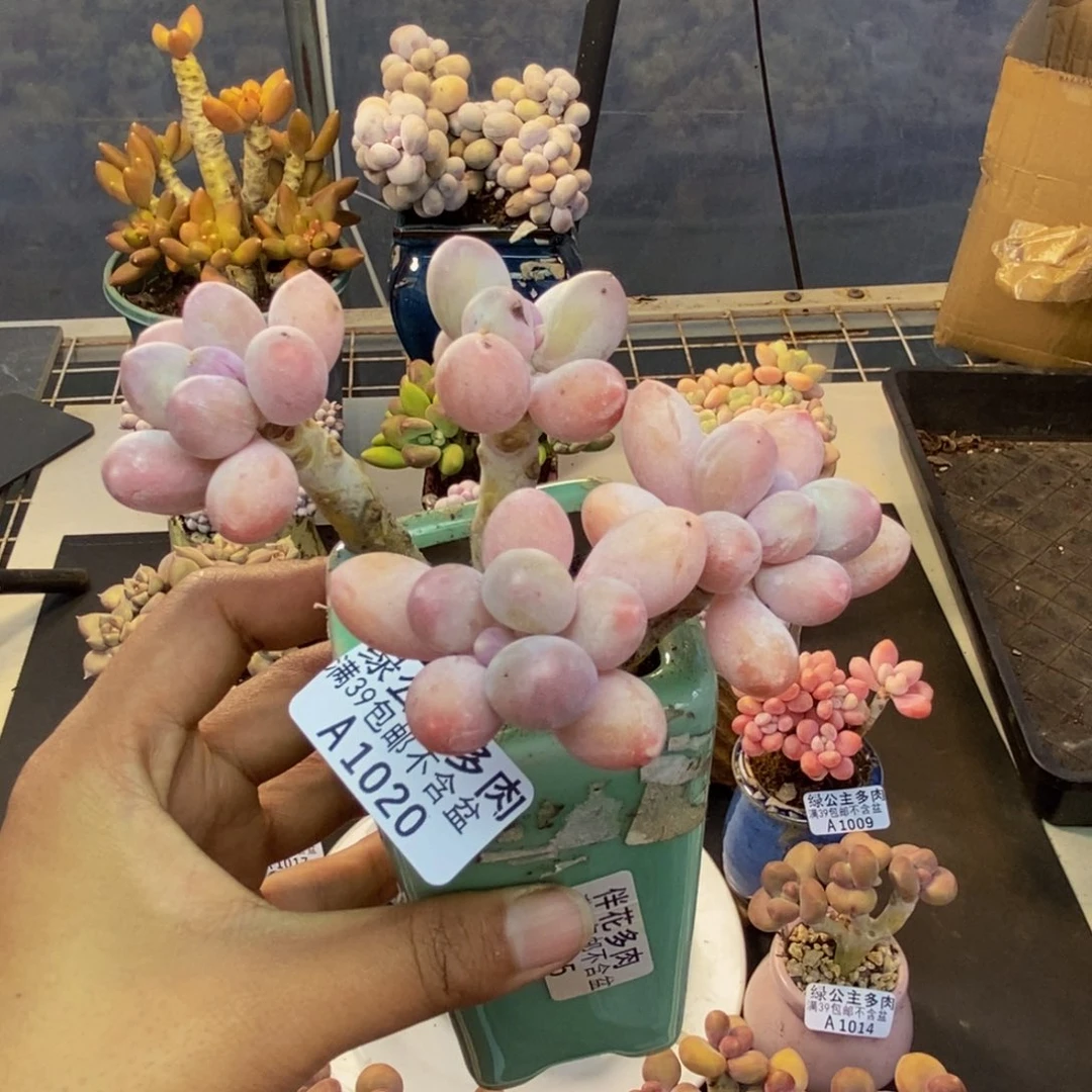 020香水手指奶多肉7c m