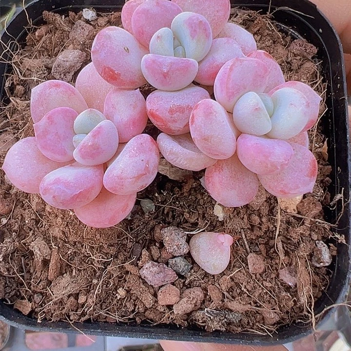 花斑鹿精品多肉植物大战