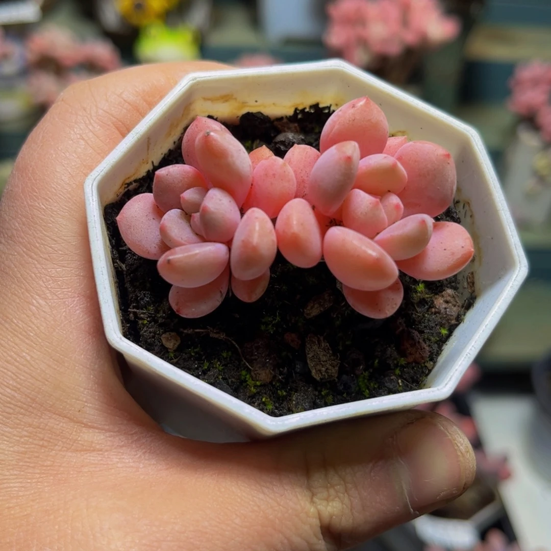 387粉桃花5厘米多肉