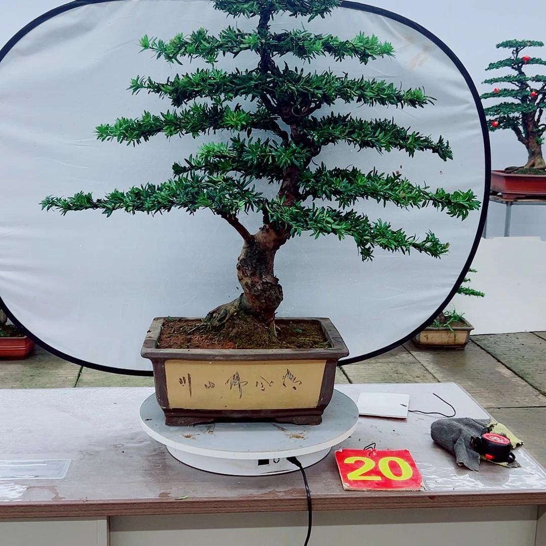 无花朵罗汉松盆景造型树形象