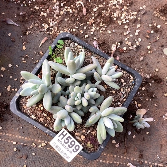 白兰地599 亏本处理退款拉黑7-8天发货