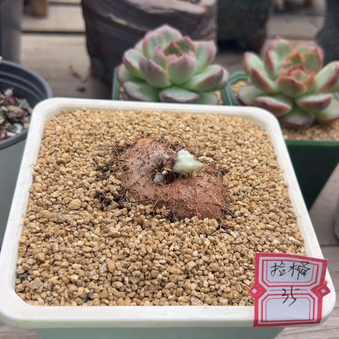 子***妤多肉植物多肉植物