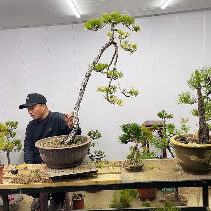 曹*锁黄山松盆景艺术中心