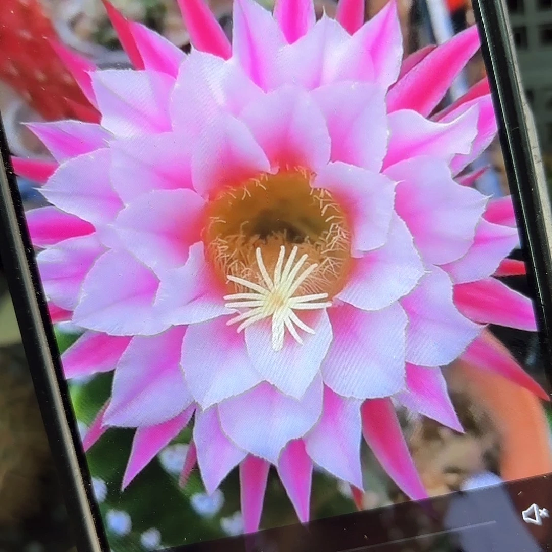 诺尔斯毛侧牙20包邮仙人球30