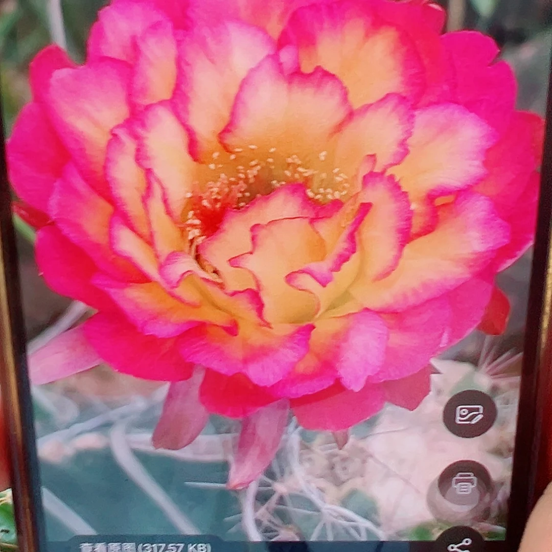毛花柱苏乞儿 侧芽 满20包邮