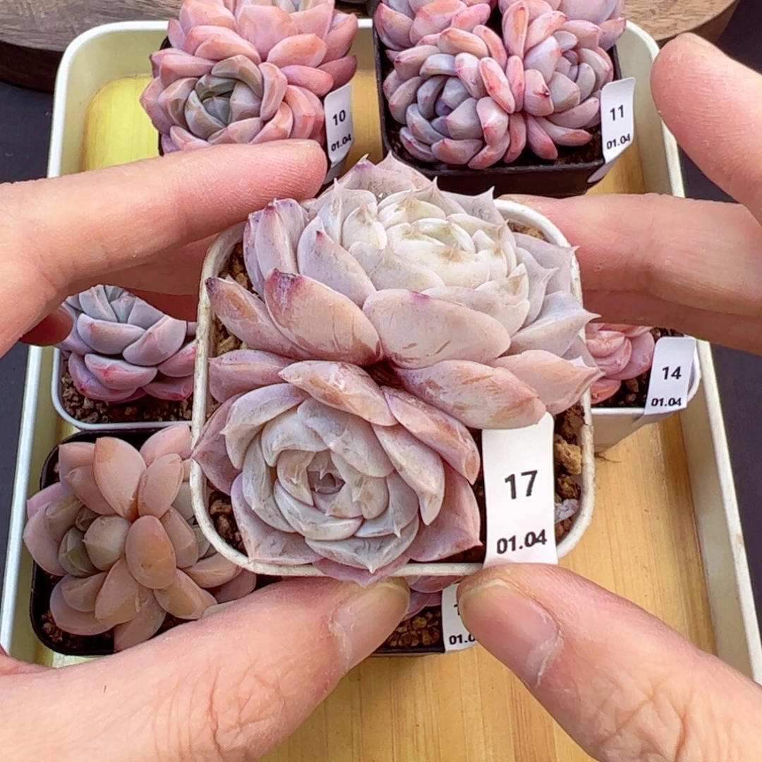 好好看17、哈哈哈哈