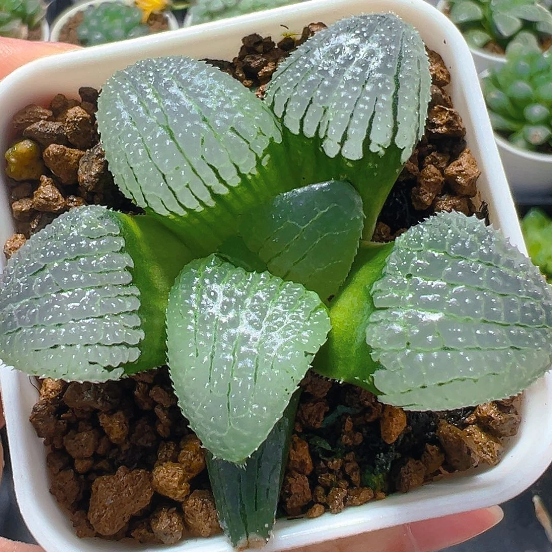 天空之境玉露多肉多肉