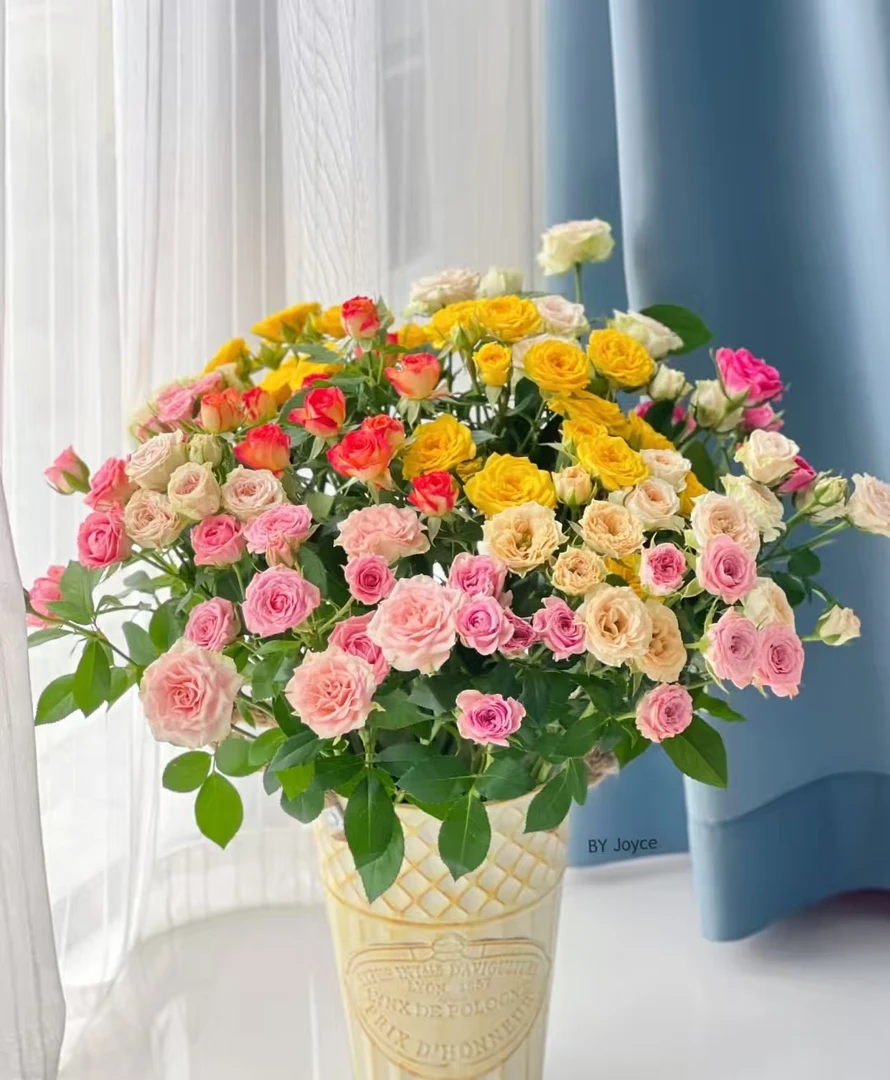 【龙洋花卉】一物一拍云南基地鲜花（1-20）  高品质基地直发！