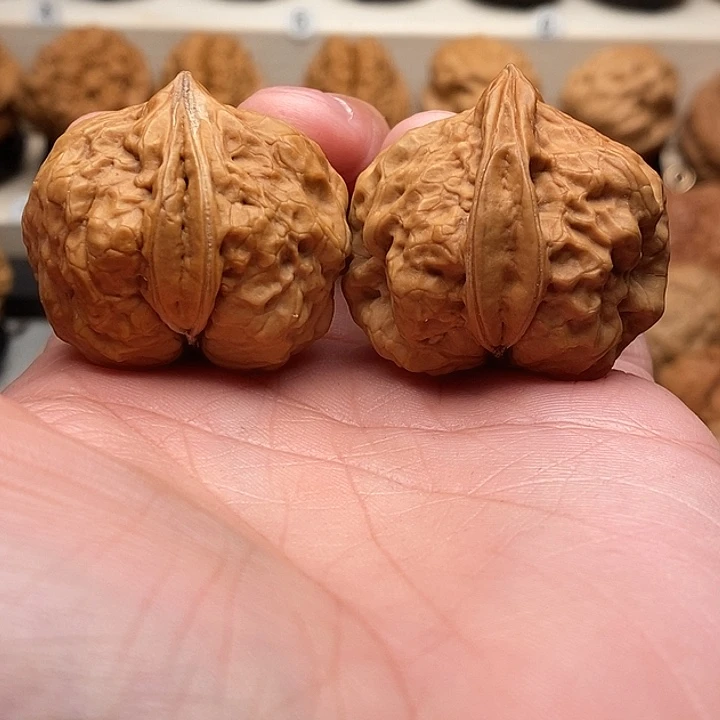 文玩核桃把件莽**鱼……………………