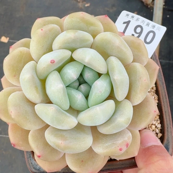 若桃         精控精养多肉植物