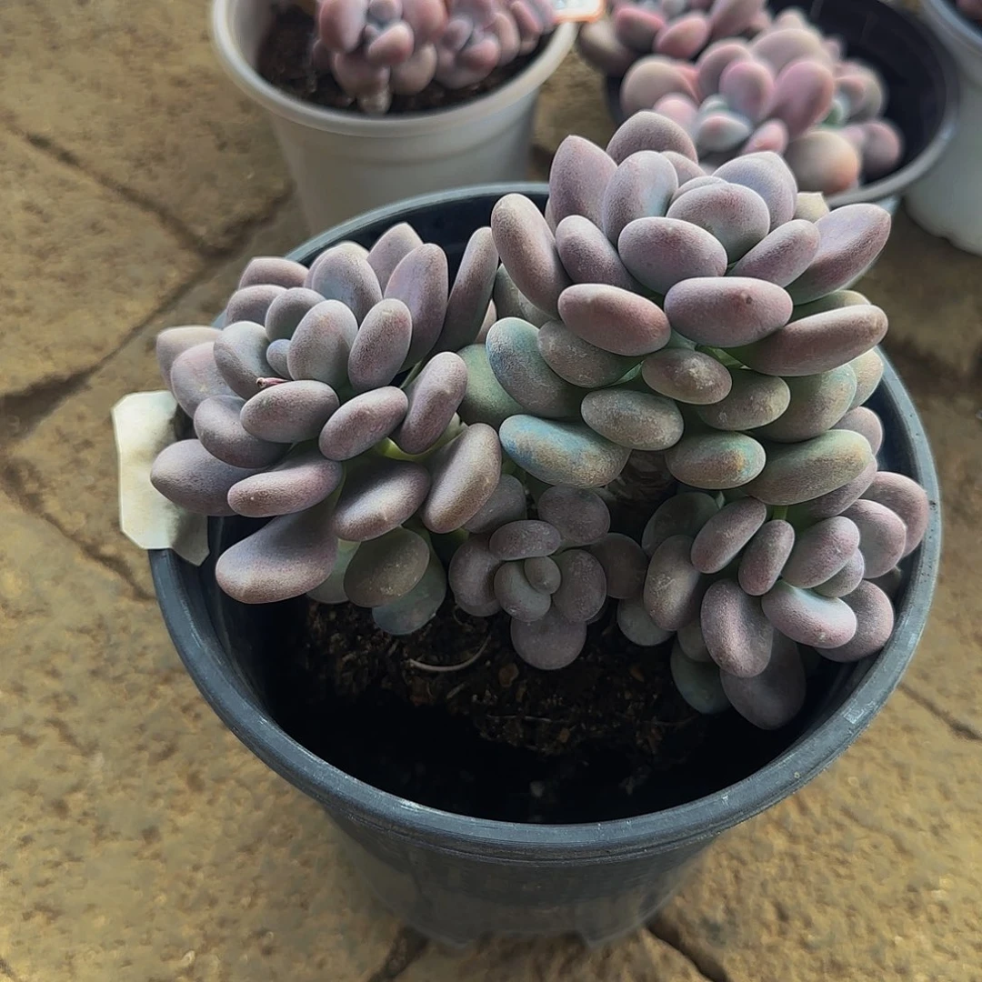 暖***阳小金多肉月美人多肉植物