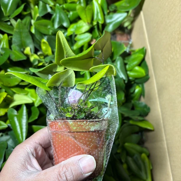 心愿叶蕨A80迷你盆