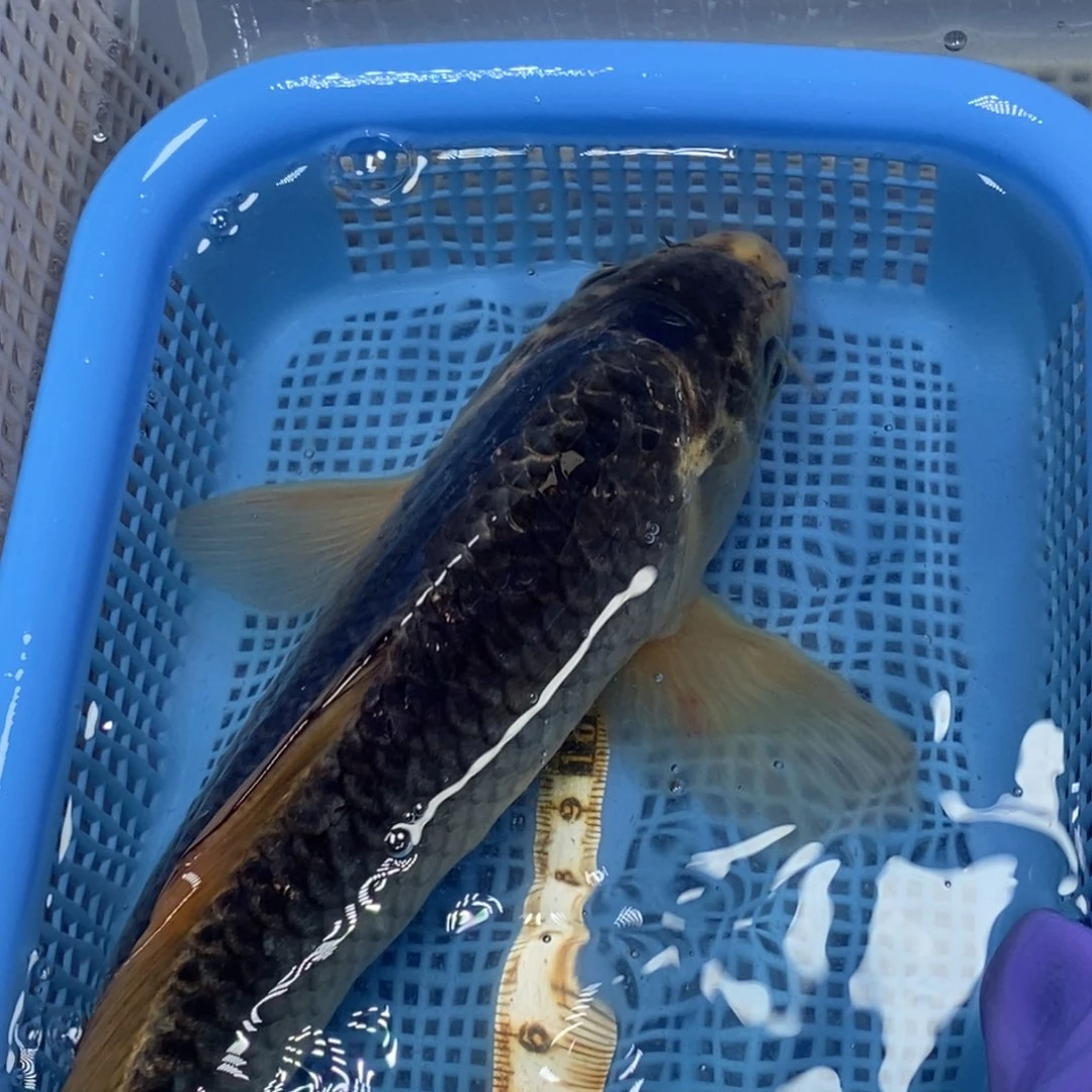 锦鲤冷水锦鲤包邮