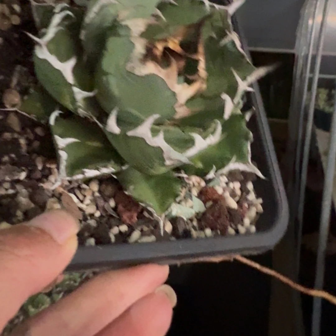 无花朵龙舌兰仁王冠1