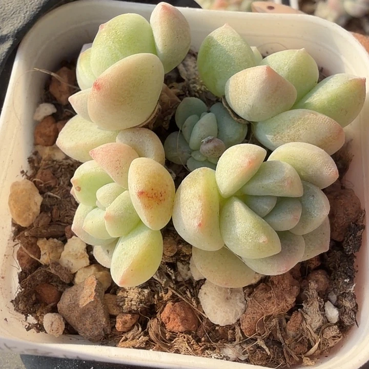 146 号到手1框一物一拍