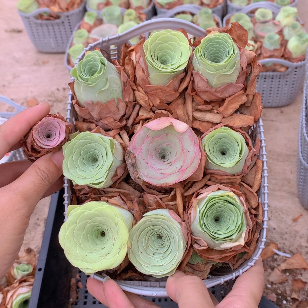 9颗大单头多送2颗量拍