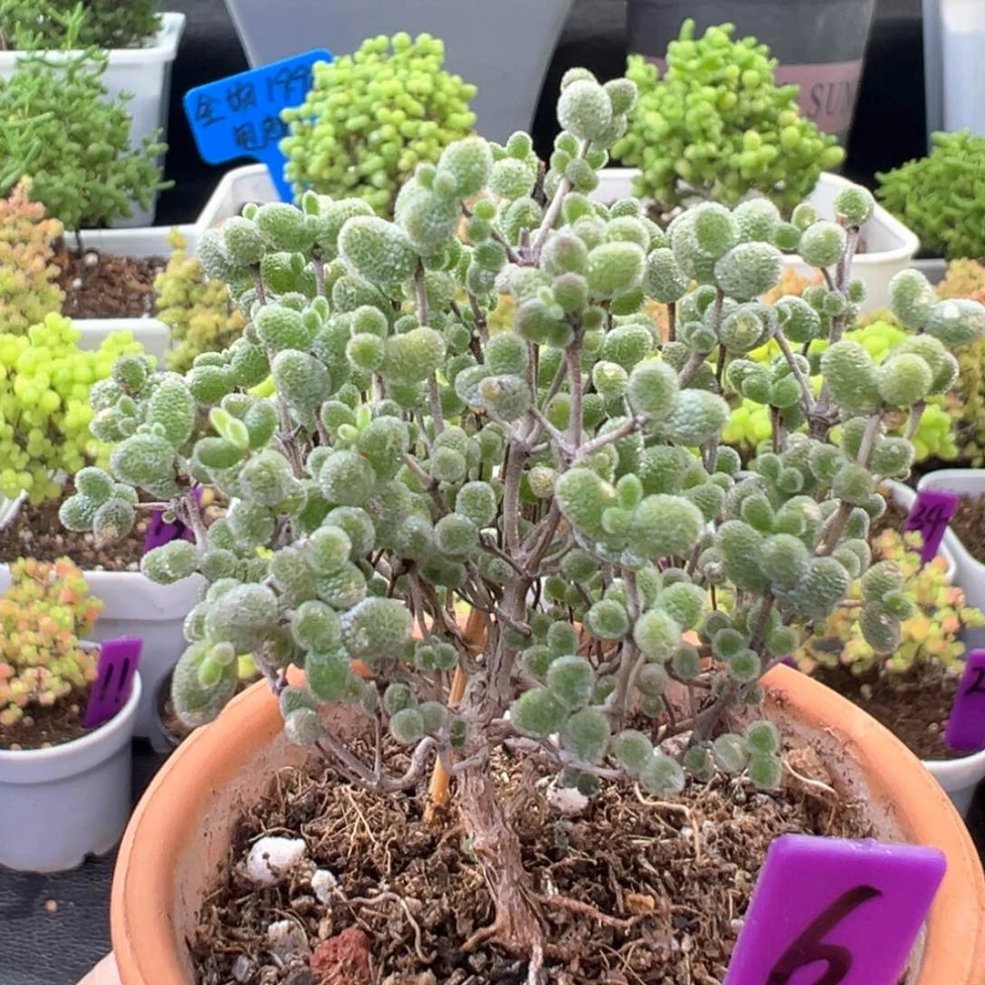 6号蜜橘糖球圆盆
