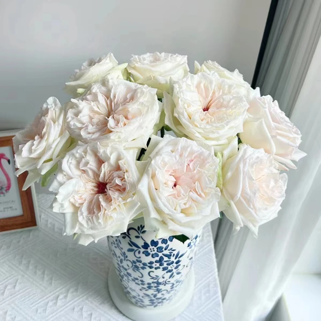 【白荔枝】单头玫瑰10枝 基地直发 | 全场鲜花任意两单包邮