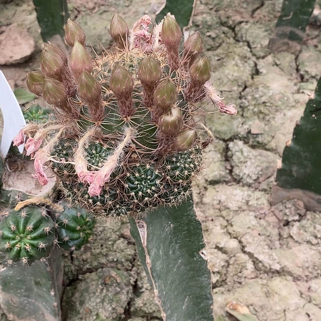 幸****3丽36脱土发货