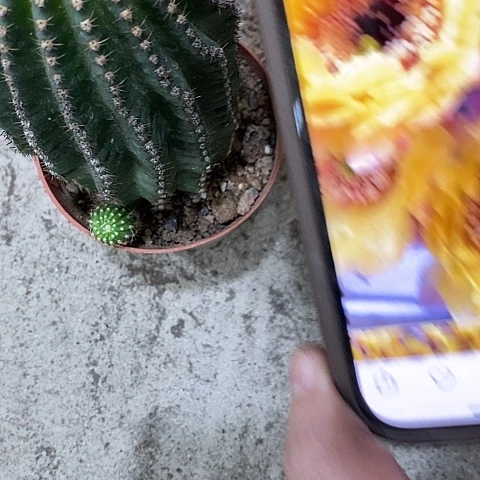 黑猴仙人球，367900