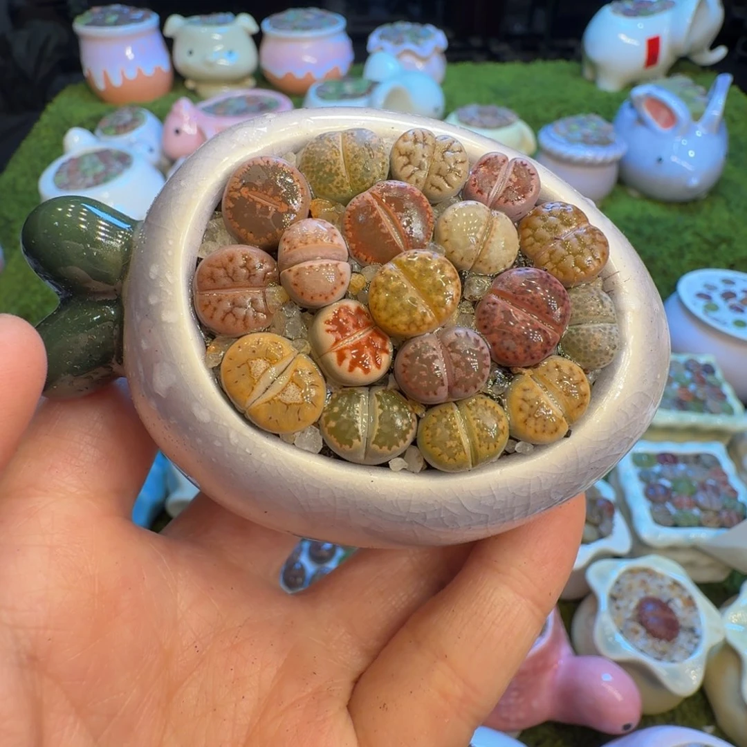 多肉植物福利冲668