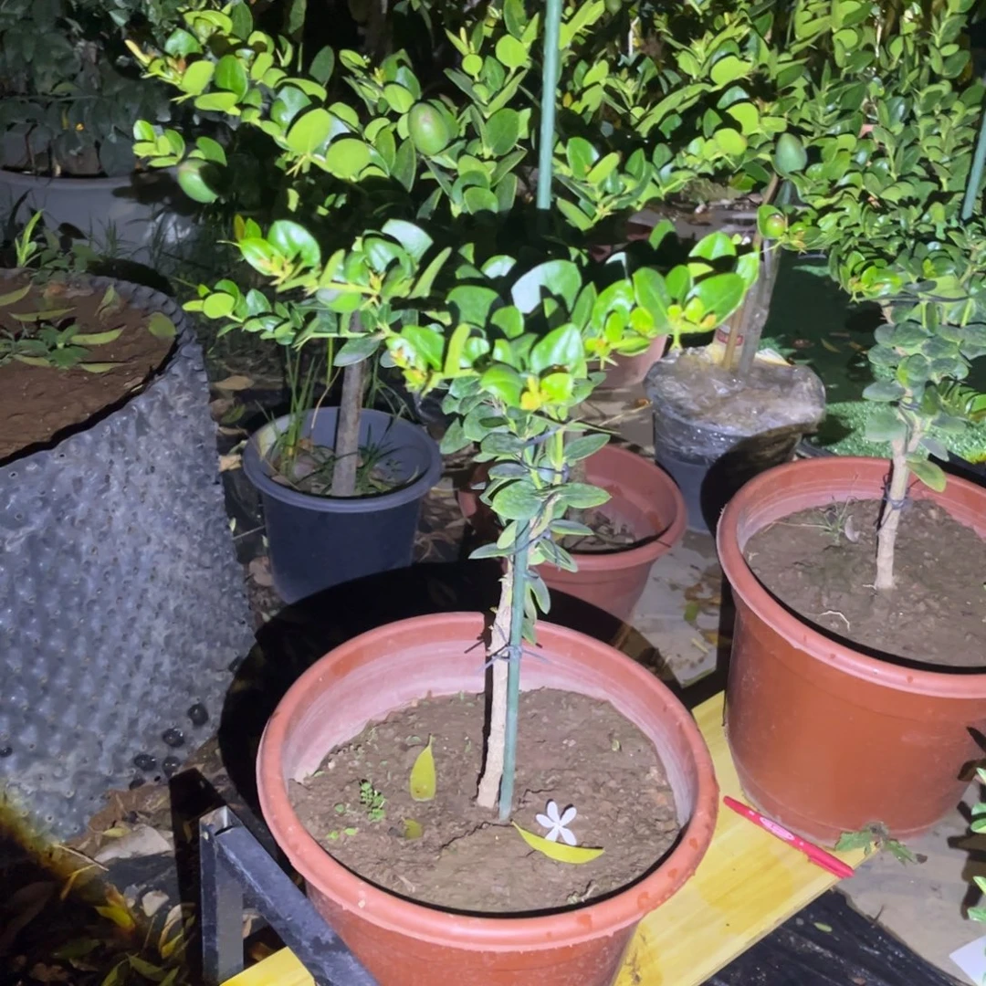 无花朵222我也喜欢这个风格呀好爱呀打酱油打游戏的