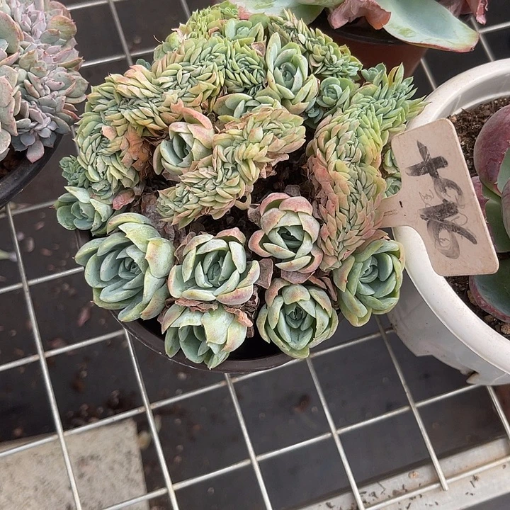 晨语多肉一物一拍96缀