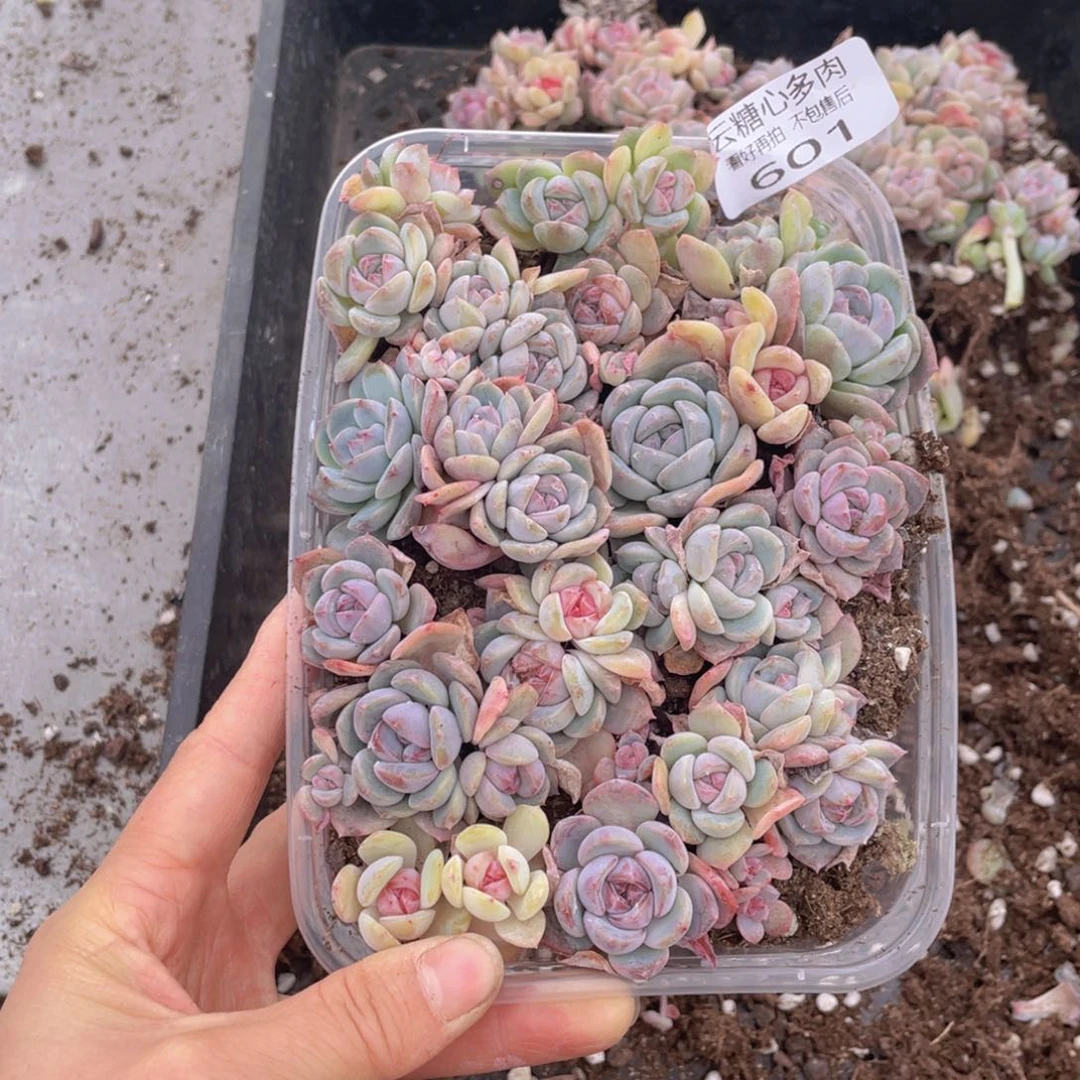 云糖心多肉植物601