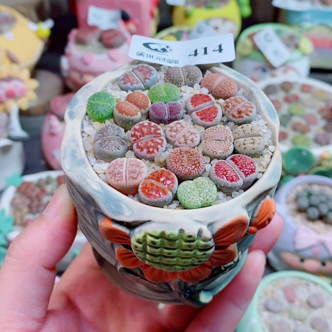 生石花花花花花花414