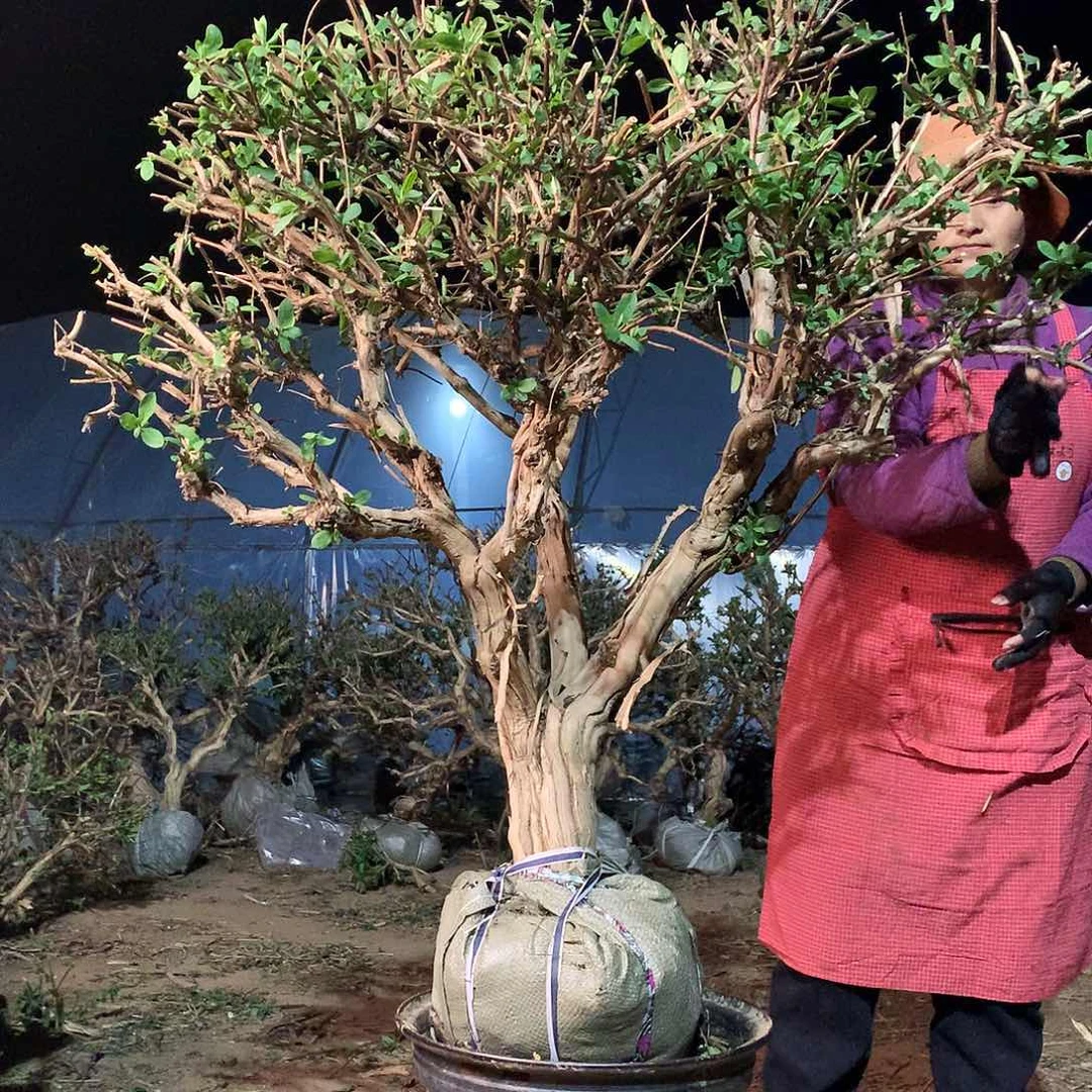 金银花1226556666999
