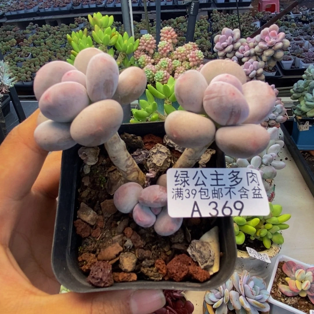 369彩虹奶多肉7cm