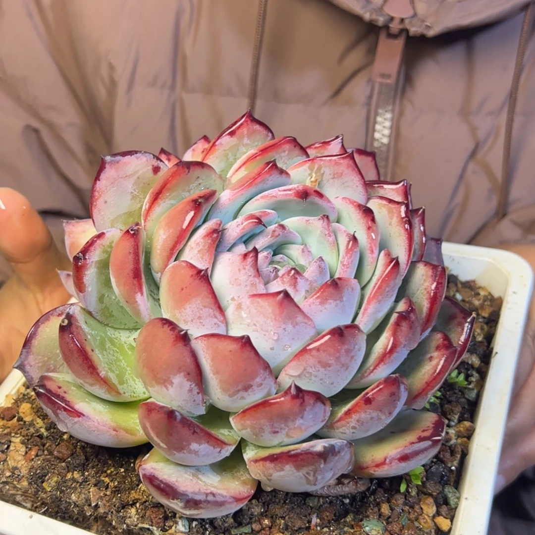 【闪购商品】红拉糖多肉39.8