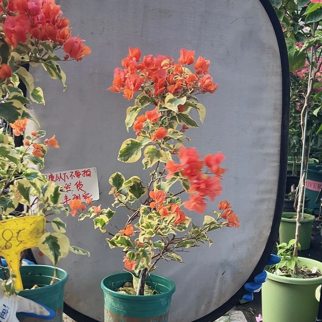 恒****大部分花苞少量开放c85橙冰