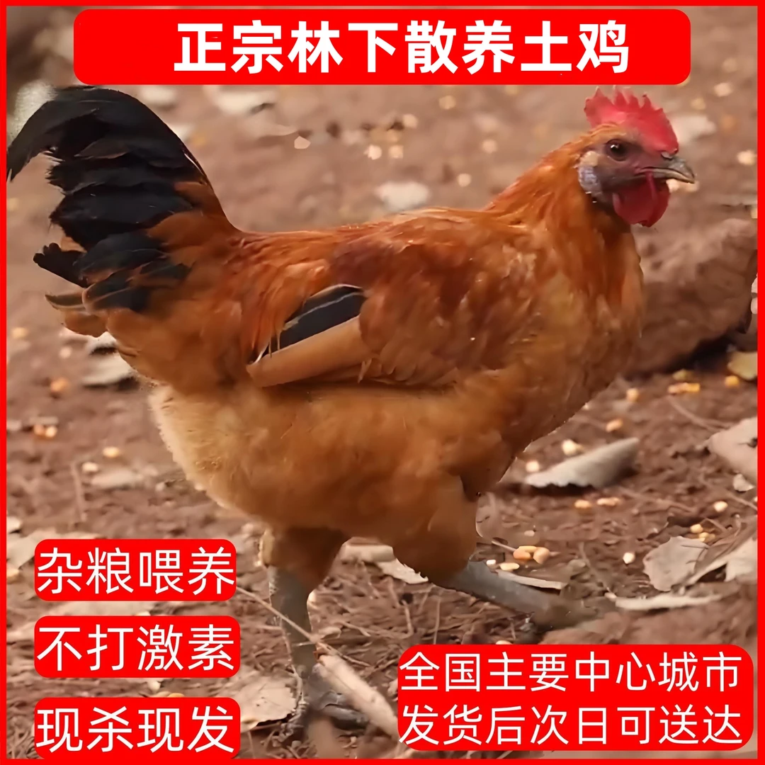 重庆农家生态散养公鸡山林放养肉质新鲜细腻坐月子家庭健康优选